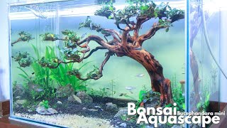 Amazing Bonsai Aquascape with Bucephalandra Mini [upl. by Eimmij783]