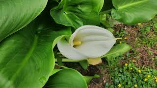 Zantedeschia aethiopica Calla lily [upl. by Essined]