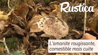 Champignon  lamanite rougissante [upl. by Nolra]