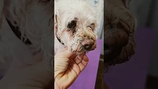 Grooming a Senior Cockapoo dogcare groomerlife pets doghaircut [upl. by Anoif]