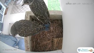 Grown Bluebird Chicks Leave Their Nest [upl. by Grieve]