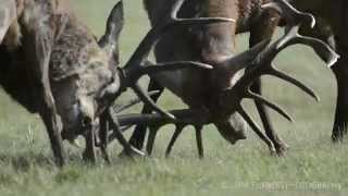 Red Deer Rut  Richmond Park  5th October 2014  Rutting  Nikon D7100  Golden Hour  Sunrise [upl. by Kerk808]