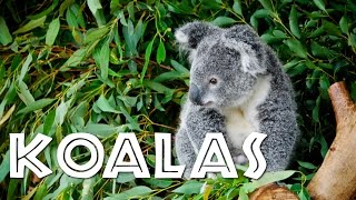 All About Koalas for Kids Koalas for Children  FreeSchool [upl. by Hameerak765]