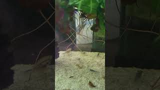 Least killifish aquarium fishtank freshwateraquarium fish fishkeeping aquascape nature [upl. by Roon]