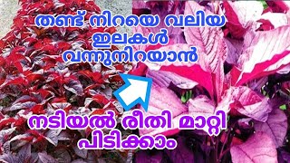 ചീര പറിച്ചാൽ തീരില്ല ഇങ്ങനെ നട്ടാൽ  Cheera Krishi Malayalam [upl. by Vicki]