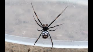 АстраханьКаракурт  Latrodectus tredecimguttatus Самец [upl. by Latoya]