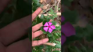 Billa ganneru with flowers usesyoutubeshorts viral [upl. by Anil]