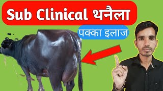 Sub Clinical Mastitis treatment in Buffalo  थनैला का इलाज [upl. by Hanas]