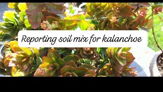 kalanchoe plant ke reportingsoil mix for kalanchoe repottinggardening plantloverviral [upl. by Ellevart]