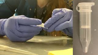 PAGE gel extraction in action  a practical look at gel extraction using the crush amp soak method [upl. by Evanne]