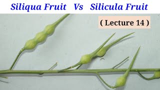 Difference Between Siliqua Fruit And Silicula Fruit Lecture 14 In HindiUrdu [upl. by Alsi914]