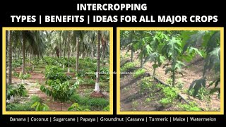 Intercropping Types  Benefits  Inter crop guide for major crops  2020 [upl. by Selimah]