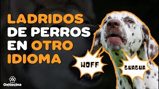 ASÍ LADRAN LOS PERROS EN OTROS IDIOMAS [upl. by Llehctim]