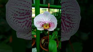 Moth Orchid garden orchid [upl. by Kala]