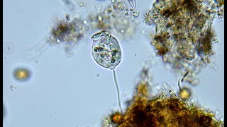 Microroganismos Vorticella [upl. by Napra]