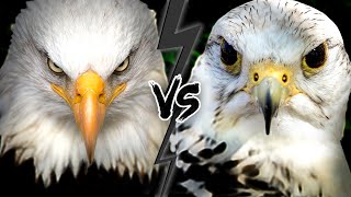 EAGLE vs FALCON  Who Would WIN This Fight [upl. by Atsirk]