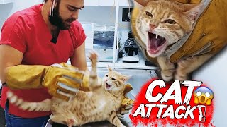 YENİ KEDİ SALDIRISI Diş Tırnak amp Pençe Yedik  cat attack  menalcicek TheVet [upl. by Bartolemo53]