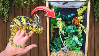 WILD CAUGHT CHAMELEONS GET A NEW HOME  TERRARIUM BUILD [upl. by Brigit]