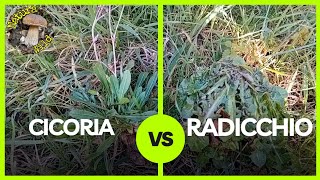 Cicoria e Radicchiella quotLe Differenze Principaliquot Cichorium intybus e Crepis vesicaria 🌿 [upl. by Omora]