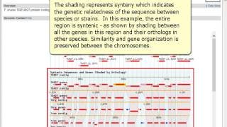 Orthology information on gene pages [upl. by Anairda]