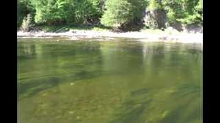 Fly Fishing Atlantic Salmon  Peche au Saumon Atlantique Grand Cascapedia Quebec [upl. by Annayak823]