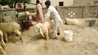 Foot Rot  Foot rot in sheep  Infectious pododermatitis  Hooves infections  Treatment of footrot [upl. by Anesusa884]