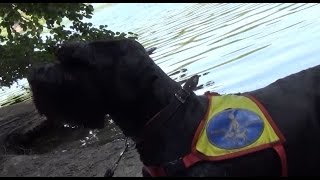 Hundeverbot mit Folgen  Blindenhund im Visier der Hundegegner [upl. by Forrer158]