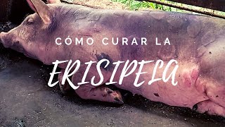 ERISIPELA porcina 🐷  causas síntomas tratamiento recomendaciones 👩🏻‍🌾  Mi Proyecto Porcino [upl. by Zenda]