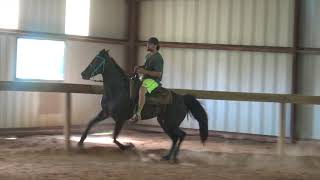 Standardbred Racking Mare FOR SALE [upl. by Miyasawa758]