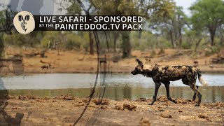 LIVE Safari Sponsored by the Painteddogtv Pack  14 April 2024 [upl. by Mela]