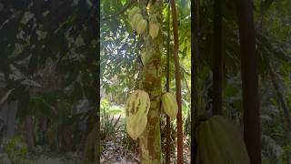 Cacao Tree cacao fruit sweet shorts provincelife [upl. by Clementius]