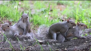 Mating Palm Squirrels  Squirrel Collection 4K ULTRA HD TV [upl. by Krongold715]