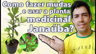 Como fazer mudas e usar a planta medicinal Janaúba [upl. by Lewison406]