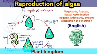 Reproduction in Algae  Plant kingdom  Boards  NEET  UG  PG [upl. by Wilma]