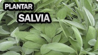 Como Y Porque Plantar Salvia En El Huerto O Jardín  Aromáticas  La Huertina De Toni [upl. by Mala]