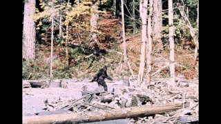 Bigfoot  PattersonGimlin Film  Stabilized  10201967 [upl. by Eimilb]