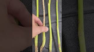 Scouting for Verticillium Stripe PostHarvest in Canola [upl. by Trainer910]