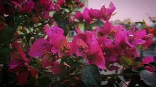 B Spectabilis Bougainvillea [upl. by Therese]