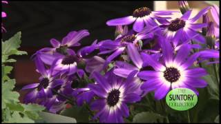 Early Season Color with Senetti® Pericallis [upl. by Stevana]