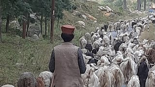 Morning of 30102024  A glimpse into the lives of Shepherds at Uttarakhand hills [upl. by Haraz]