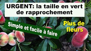 URGENT La taille en vert de rapprochement du pêcher valable pour tous les arbres fruitiers [upl. by Yedarb]