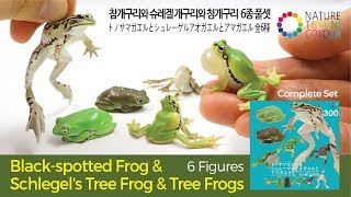 Blackspotted Frog amp Schlegels Tree Frog amp Tree Frogs  Kitan Club  ikimon [upl. by O'Malley]