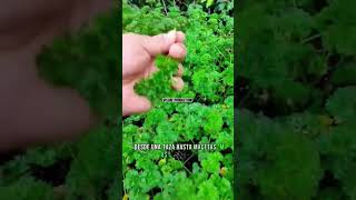 verduras y hortaliças que puedes CULTIVAR en todo el AÑO🗓️✅ top tips shortsfeed recommended [upl. by Nyladnewg]