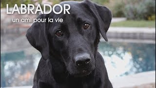 Labrador  Un ami pour la vie [upl. by Pamella]