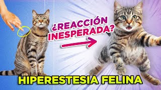 ¿GATOS especialmente SENSIBLES y NERVIOSOS 🐱💢👈  HIPERESTESIA FELINA o síndrome del gato nervioso [upl. by Raseac]