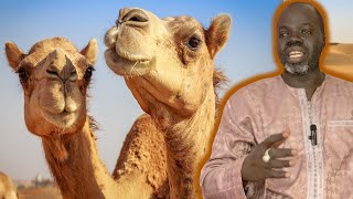 🐫Ndiarignou Guiléme si wérgui yaram  Les secrets du Chameau🐫  Pr Ousmane Ndiaye  SAMA XALAAT TV [upl. by Babbette]