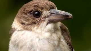 Head of a Juvenile Grey Butcherbird Cracticus torquatus 2 [upl. by Neom]