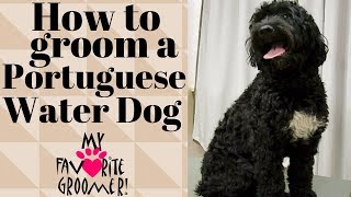 Grooming an almost matted Portuguese Water Dog [upl. by Anelam]