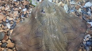 shore fishing for undulate rays on the southcoast beach fishing uk [upl. by Marley]