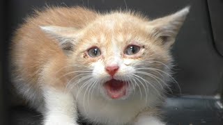 Tiny Kittens Meowing Compilation  Sounds to Attract Cats [upl. by Florette]